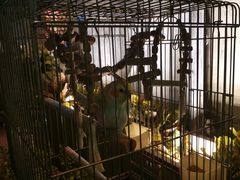 -more than meow吴止猫主题餐厅(承德 中船汇店)