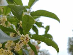 -上海鲜花港