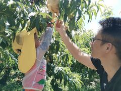 -樂桃源奉贤黄桃种植采摘基地