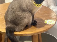 -藏猫猫咖啡主题馆(中央大道店)