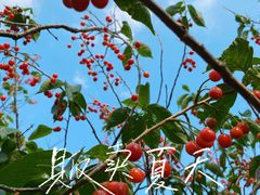 -北宅大永樱桃采摘基地(崂山总部)