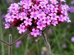 -名花谷生态庄园