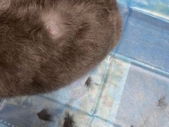 -关爱宠物医院·猫科中心·消化科(滨湖万达分院)