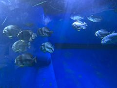 -顺德南宏海立方海洋公园
