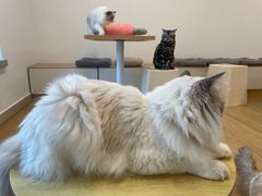 -有喵·猫咖·狗咖·30几只猫10只小狗(岗厦店)