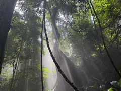 -西双版纳原始森林公园