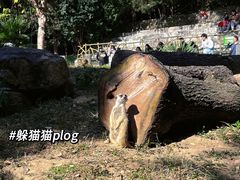 -红山森林动物园