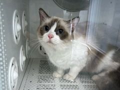 -爱洗澡的猫(望京店)
