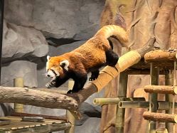 -Zoolung Zoolung动物主题公园(海信广场店)