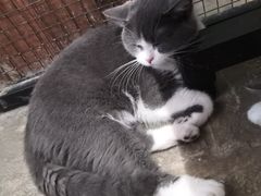 -猫咪博物馆(顶澳仔猫街店)