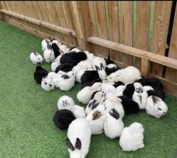 -萌宠亲子动物乐园(槐房万达店)