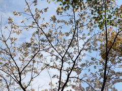 -上海共青森林公园