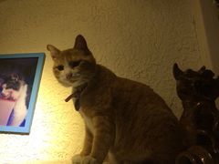 海妖酒吧-Sirena海妖日咖夜酒