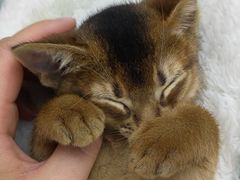 -乖乖宠物医院·猫科·骨科·24小时(云岗分院)