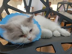 -滚猫咖啡·猫咖·猫友好撸猫(未来城店)