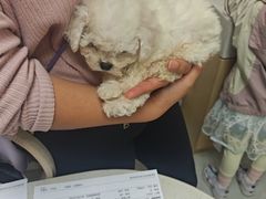 -安安宠医宠物医院·异宠·犬猫内科(岳阳分院)