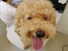 -瑞鹏·疫苗·绝育·宠物医院(广九店)