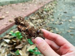 -南宁良凤江国家森林公园