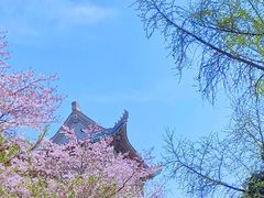 -武汉大学-樱园