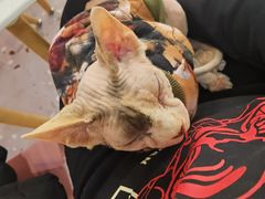 -喵匠猫主题咖啡(凯德和平广场店)