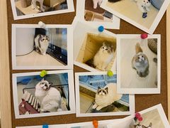 -momokira米努特·德文卷毛猫·棉花面纱犬