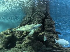 -上海海洋水族馆
