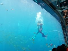 -瑞德姆美人鱼海底演艺主题餐厅(亚龙湾店)