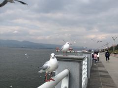 -海埂大坝