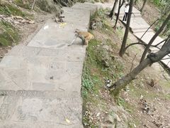 -黔灵山公园