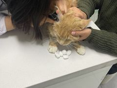 -达爱动物医院·犬猫分区·CT·复杂眼科(远洋山水分院)