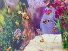 -烟台海昌鲸鲨海洋公园