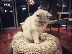 -猫猫幼稚园·撸猫·桌游·电玩