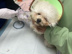 -爱侣·安琦尔宠物医院·中兽医针灸·心内科·狂犬免疫点(宝山区院)