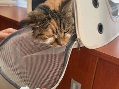 -艾贝尔宠物医院 ·内科全科(梁溪路店)