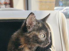 -艾贝尔宠物医院 ·内科全科(梁溪路店)