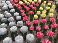 -南山植物园