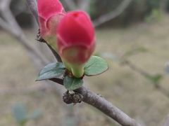 -云里小坐·海泉湾·团建·宴席·下午茶(金堂海泉湾店)