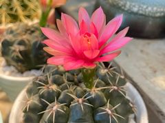 -双季花艺园艺市场(浦东店)