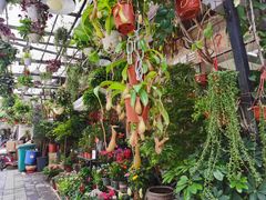 -溪岸路花鸟市场