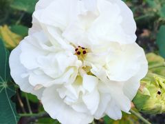 -白塘生态植物园