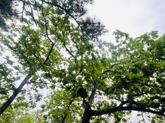 -北京鹫峰国家森林公园