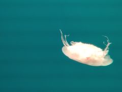 -福州罗源湾海洋世界旅游区