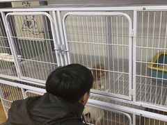 -喵百万·布偶·蓝金金渐层英短·猫舍(百子湾店)