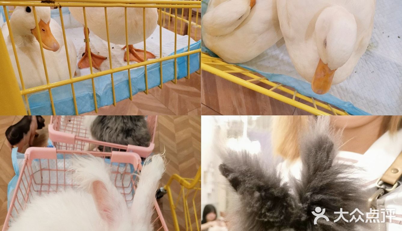 长沙萌宠集合店,一次性撸6种动物20个品种