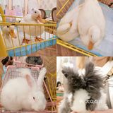 长沙萌宠集合店,一次性撸6种动物20个品种
