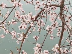 -桃花堤公园