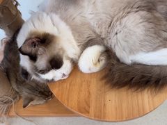 -共舞时光猫咖·狗咖(新街口店)