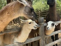 -鄂尔多斯野生动物园