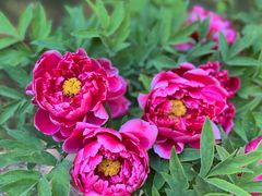 -国家植物园南园