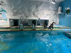 -北戴河圣蓝海洋公园
